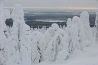 Taïga finlandaise