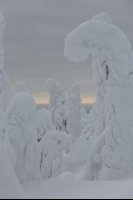 Taïga finlandaise