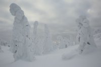 Taïga finlandaise