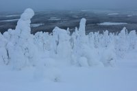 Taïga finlandaise