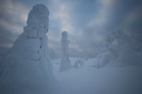 Taïga finlandaise