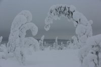 Taïga finlandaise