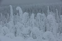Taïga finlandaise