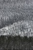 Taïga finlandaise