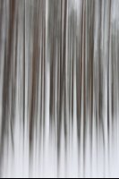 Taïga finlandaise