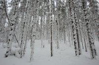 Taïga finlandaise
