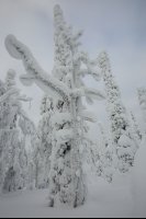 Taïga finlandaise