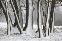 Thiérache ardennaise sous la neige