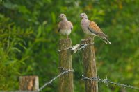 Couple de tourterelles des bois (Marquenterre)