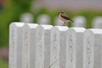 Traquet motteux mâle (Somme)