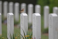 Traquet motteux femelle (Somme)