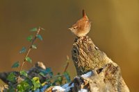 Troglodyte mignon (Marquenterre)
