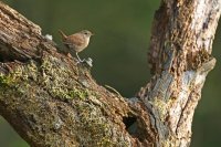 Troglodyte mignon (Marquenterre)