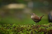 Troglodyte mignon (Marquenterre)