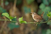 Troglodyte mignon (Somme)