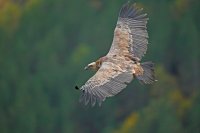 Vautour fauve (Drôme provençale)