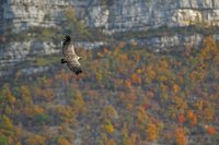 Vautour fauve (Drôme provençale)