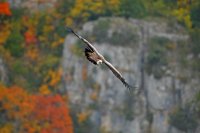 Vautour fauve (Drôme provençale)