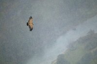 Vautour fauve (Gorges du Tarn)
