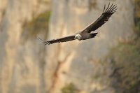 Vautour fauve (Gorges du Tarn)