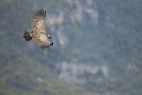 Vautour fauve (Gorges du tarn)