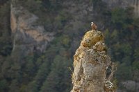 Vautour fauve (Gorges du Tarn)