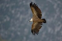 Vautour fauve (Gorges du Verdon)