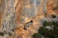 Vautour fauve (Gorges du Verdon)