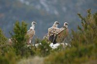 Vautour fauve (Gorges du Verdon)