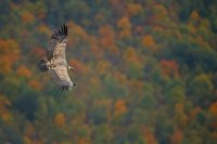 Vautour fauve (Gorges du Verdon)