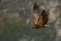 Vautour fauve (Gorges du Verdon)
