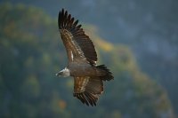 Vautour fauve (Gorges du Verdon)