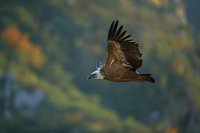 Vautour fauve (Gorges du Verdon)