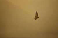 Vautour fauve (Gorges du Verdon)