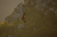 Vautour fauve (Gorges du Verdon)