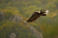 Vautour moine (Gorges du Verdon)
