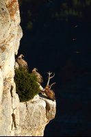 Vautours fauves (Drôme provençale)