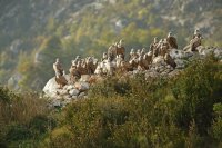 Vautours fauves (Gorges du Verdon)